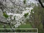 anotimpuri - acum e toamna... dar - ::poze::