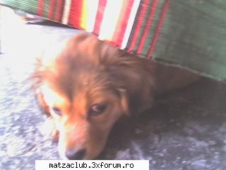 iar rocky! catzei