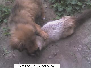 catzei - e rocky q pisi lui preferata! - ::poze::