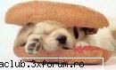 catzei - mm..mi-e cam foame - ::my pet::