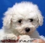 catzei - albinutza - ::my pet::