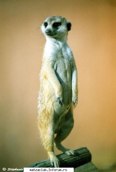 despre u - suriktzik - this is me!!!