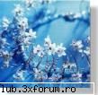 flori - albinutza - ::poze::