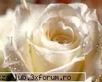 flori - albinutza - ::poze::