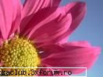 flori - albinutza - ::poze::