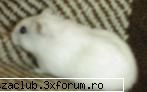 hamsteri - poze q hamsteri! - ::poze::
