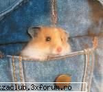 hamsteri - matza - ::poze::