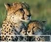 :limba: